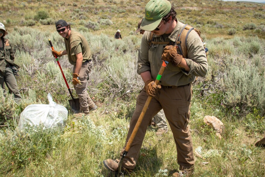 Crew lead Justus Haney uses a shovel to dig out invasive weeds.