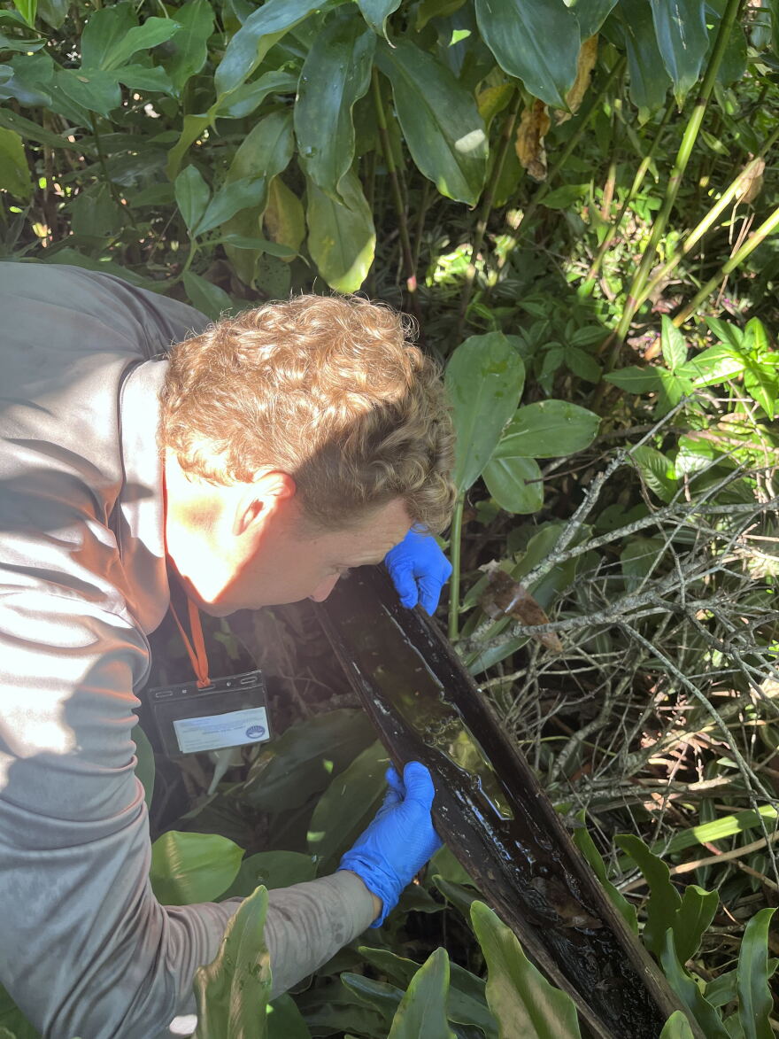 Man with short reddish hair to the left, wearing blue latex gloves and bending over a grassy area