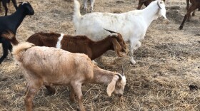 Some of the goats and sheeps in a brush abatement program underway near the Ventura-Los Angeles County line, in the Santa Monica Mountains National Recreation Area.