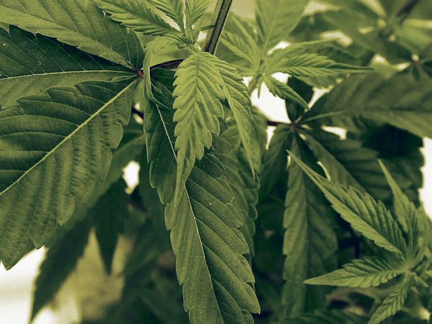 Governor Phil Scott has created a special marijuana advisory commission.