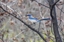 A blue and white scrub-jay sitting in a tree.