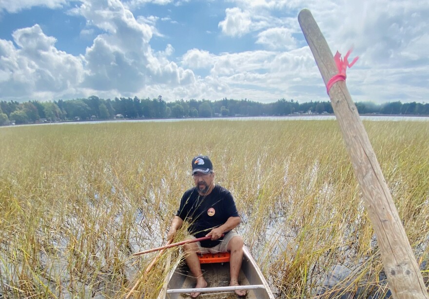 Roger LaBine knocking wild rice into a canoe in a wild rice bed on Lake Tawas