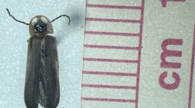 The rare blue ghost firefly has been documented in Mecklenburg County for the first time, thanks to two local environmental educators.