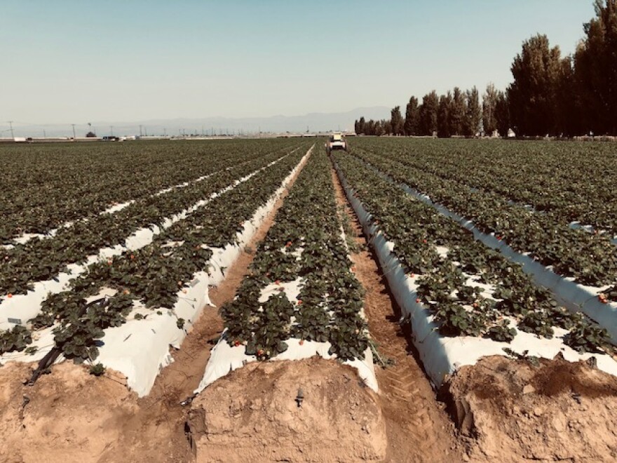 The Bug Vacuum in action in a Ventura County farm field.