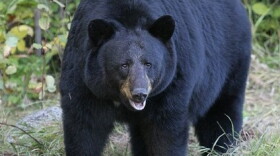 Black bear
