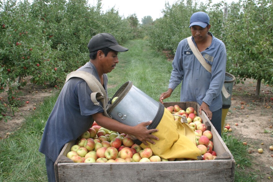 two workers picking apples in an orchard