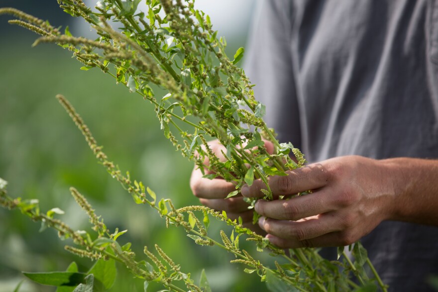 farmer holding soybean plant