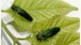 The emerald ash borer.