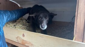 a black dog in a truck