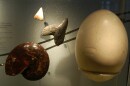 The elephant bird also had the largest eggs ever, even bigger than dinosaurs!