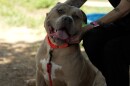 Kylo, a 10-month-old American Staffordshire Terrier, smiles for the camera. Kylo is one of more than 100 dogs waiting to be adopted at the shelter.
