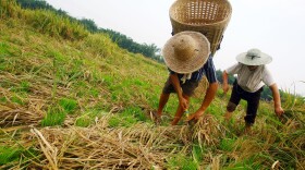 Villagers attempt to save their rice crops after last month's flooding in Bishan County on Aug. 9, 2007 in Chongqing, China. (China Photos/Getty Images)