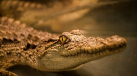 Crocodiles engage in a behavior called lithophagy, where they eat rocks.
