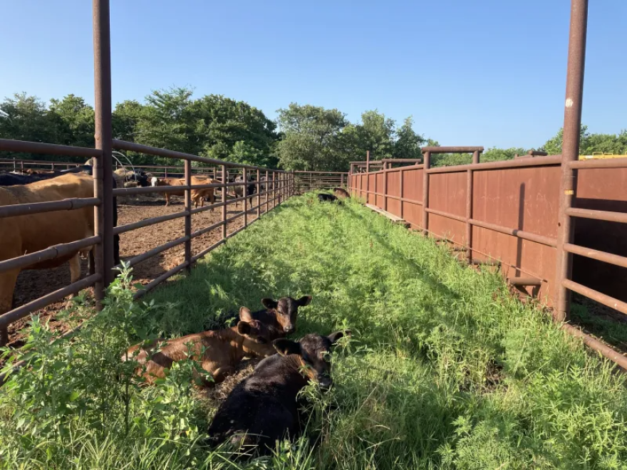 Cattle at Nate Bradford Jr.’s farm just north of Boley, Oklahoma.