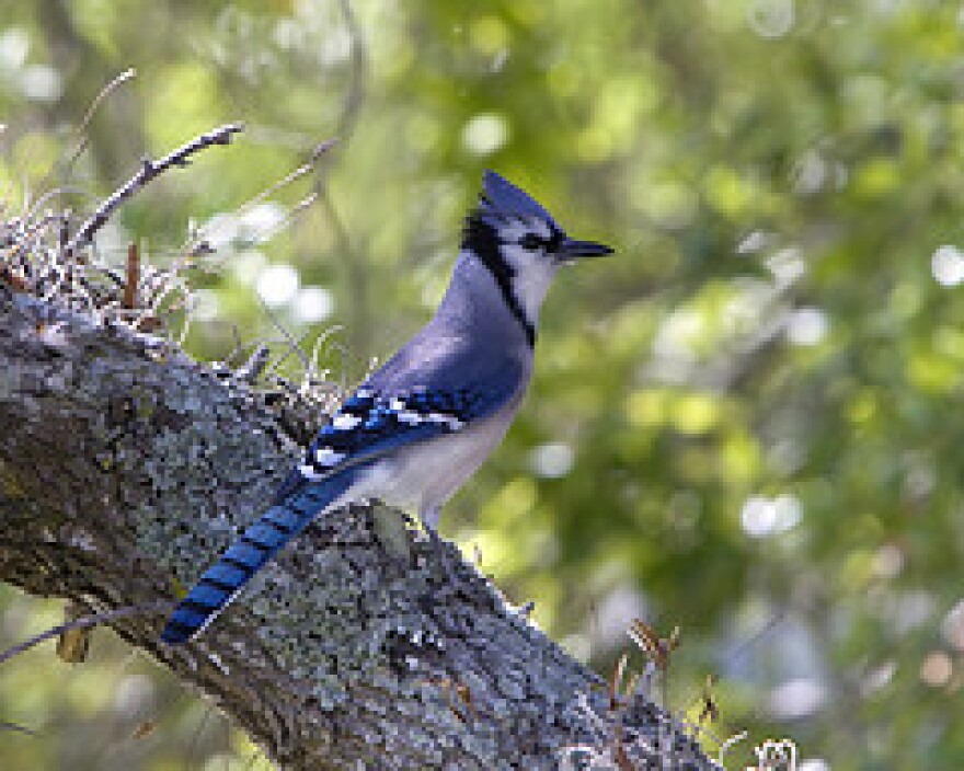 Blue Jay