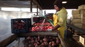 Nahun Villagomez Sanchez washes freshly dug Red LaSoda potatoes at T&D Willey Farms near Madera, Calif.