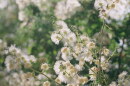 AZILL Desert Plants – Tenaza Tree hero 