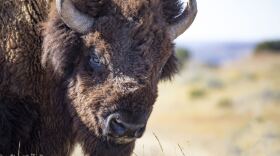 Ken Burn's latest documentary, The American Buffalo, tells the story of the their near extinction and the modern fight for survival. Paralleling the experience of Indigenous peoples, the two-part series is story of heartbreak and hope.