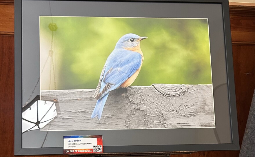 Michael Passwater’s “Bluebird” is one of three photographs he displayed at the “Colors of Gainesville” exhibit.
