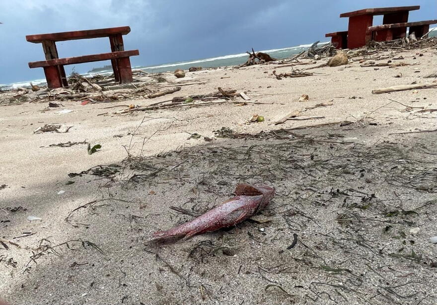 A dead fish lies among the debris swept ashore at Nimitz Beach Park after Super Typhoon Bavi on July 7, 2027.