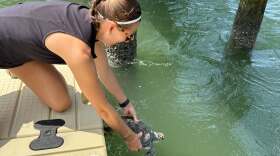 North Carolina State University Ph.D. candidate Lindsay Curl first spotted the distressed turtle back in April while conducting fieldwork near Harkers Island.