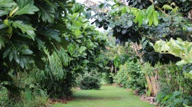 Common Ground Kauai's agroforestry farm (Nov. 21, 2025).
