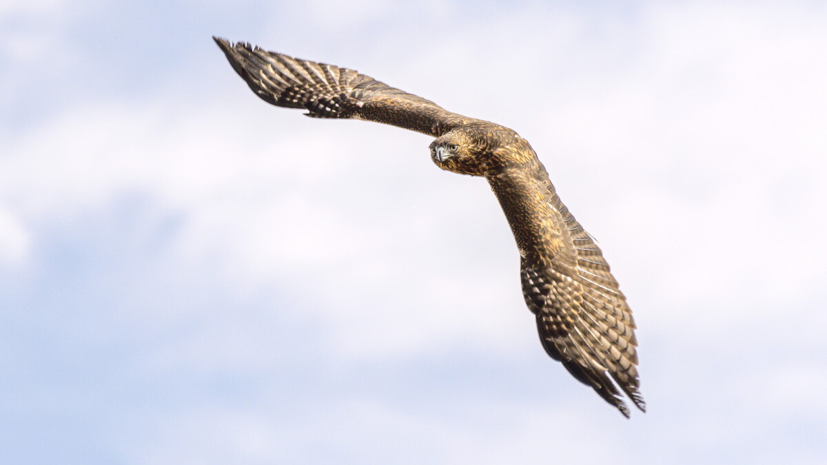 Meet the birds taking flight at the World Center for Birds of Prey