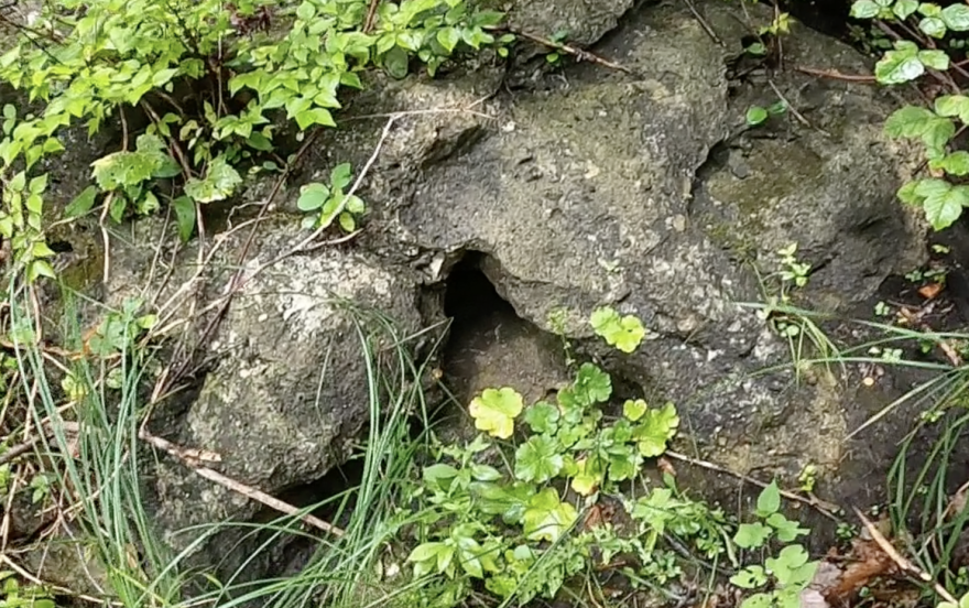 Pleistocene-age conglomerate boulder