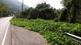 Kudzu growing on the side of the road