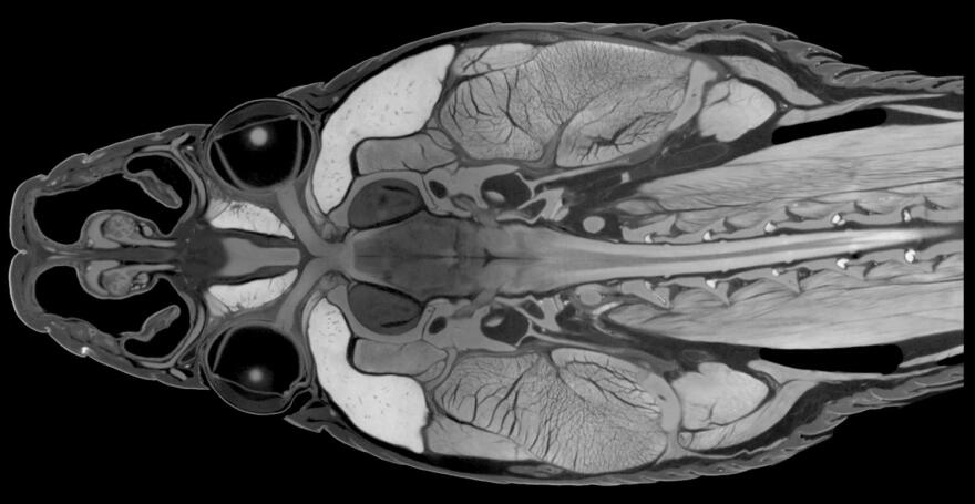 CT scan of snake head