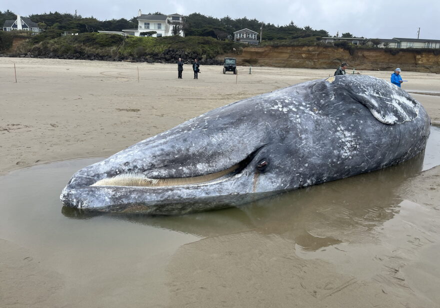 Members of the Marine Mammal Stranding Network begin to examine a dead gray whale that washed ashore north of Yachats in April.