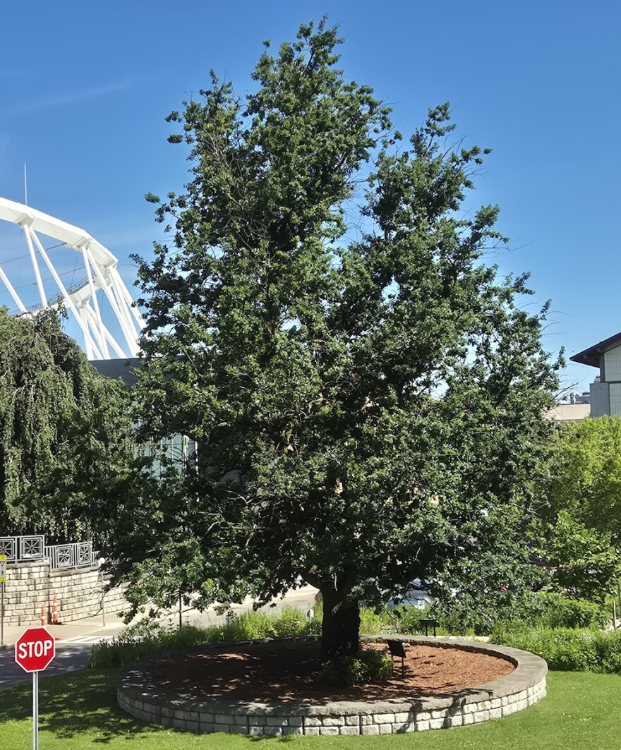 The Robin Hood Oak at the SUNY College of Environmental Science and Forestry in Syracuse.