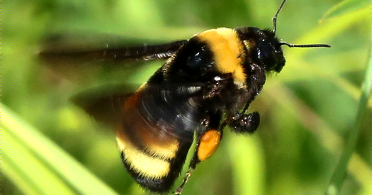 Rare Bumblebee Spotted In Connecticut For The First Time In 100 Years ...