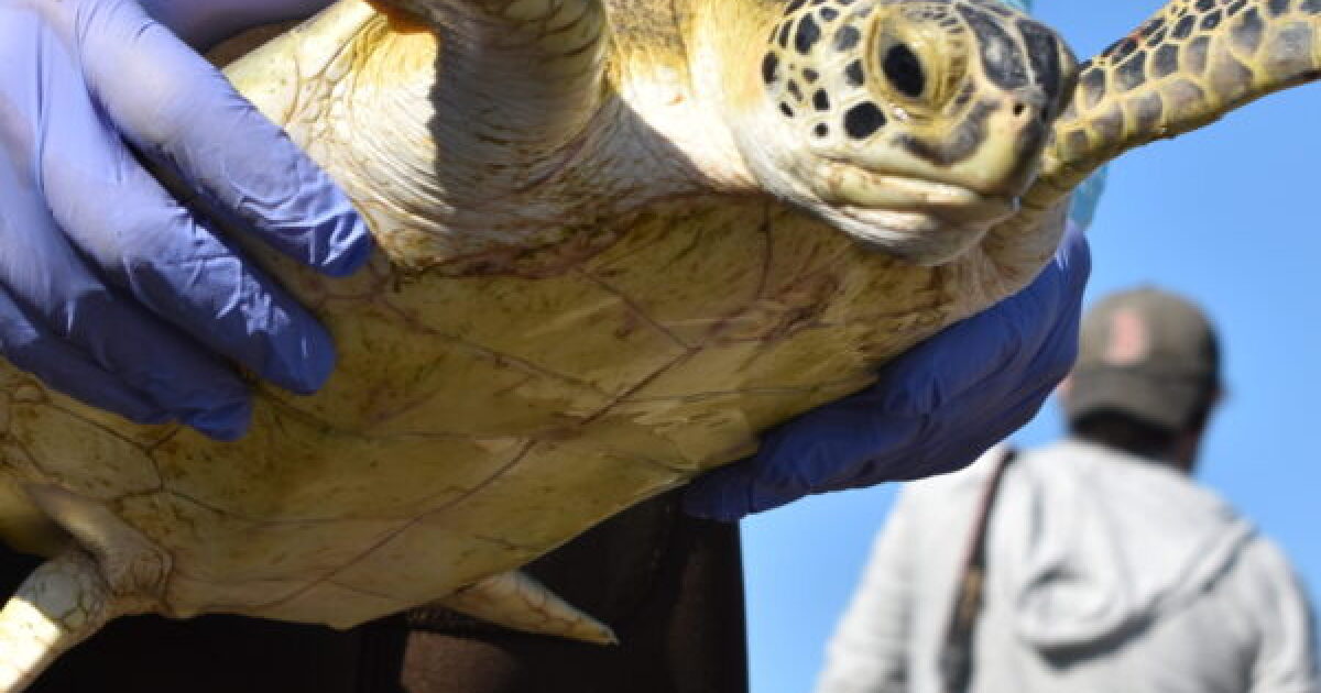 102 Rescued Sea Turtles Released in Texas Coast