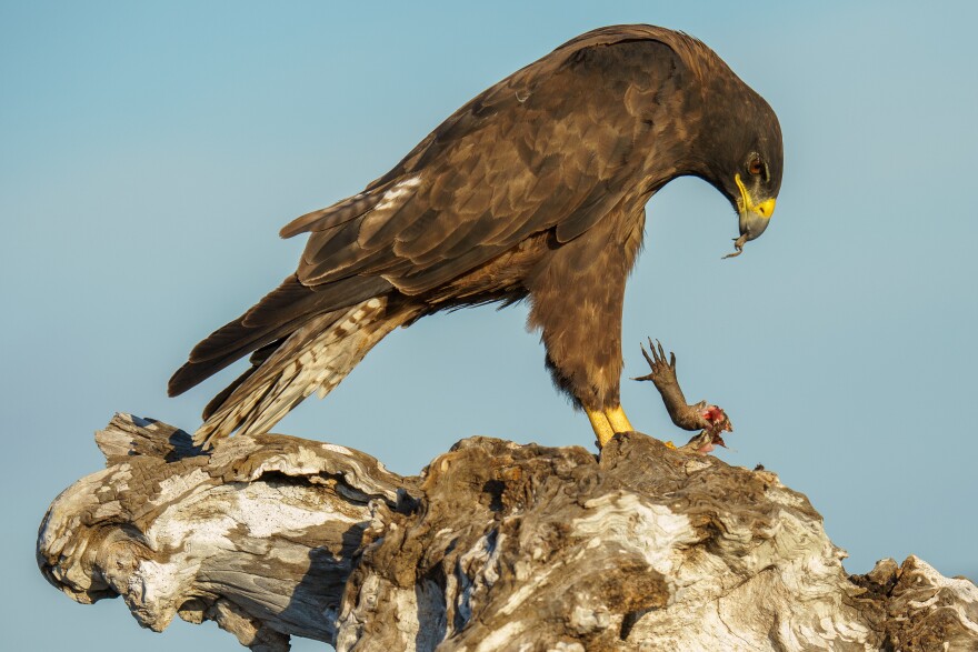 A Galápagos Hawk (buteo galapagoensis) consumes a Marine Iguana (amblyrhynchus cristatus) on Monday, Jul. 3, 2023 on Fernandina Island, Galápagos. Photo by Owen Wohl.