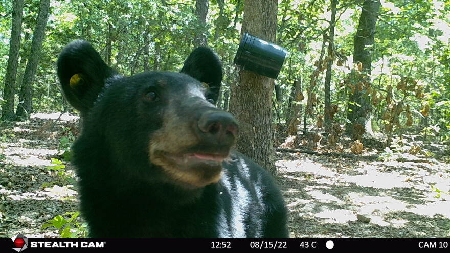 A black bear in Oklahoma gets a close-up on a trail camera.