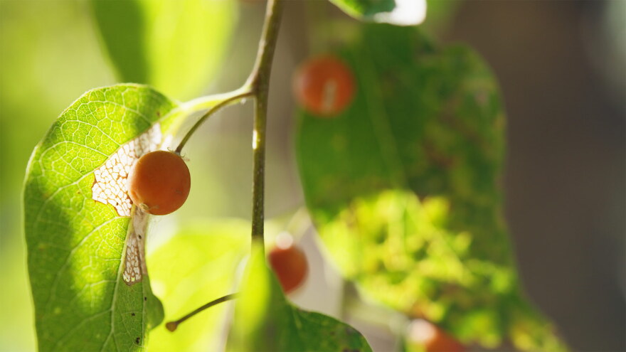 AZILL Desert Plants - Netleaf Hackberry hero 