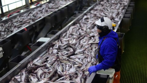 Pollock are transferred from a fishing boat into a processing plant in Dutch Harbor, in the Aleutian Islands, in January 2019. (Photo by Berett Wilber)