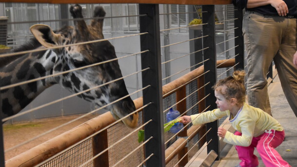 A little girl feeds a piece of lettuce to one of the giraffes at the Kansas City Zoo.