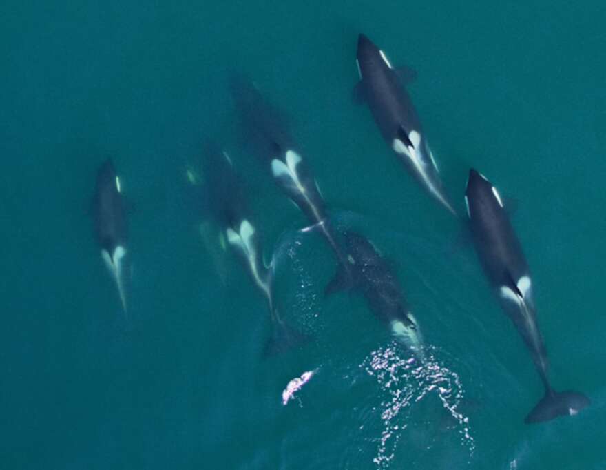 An aerial photo of seven killer whales, including young ones, swimming through greenish water.
