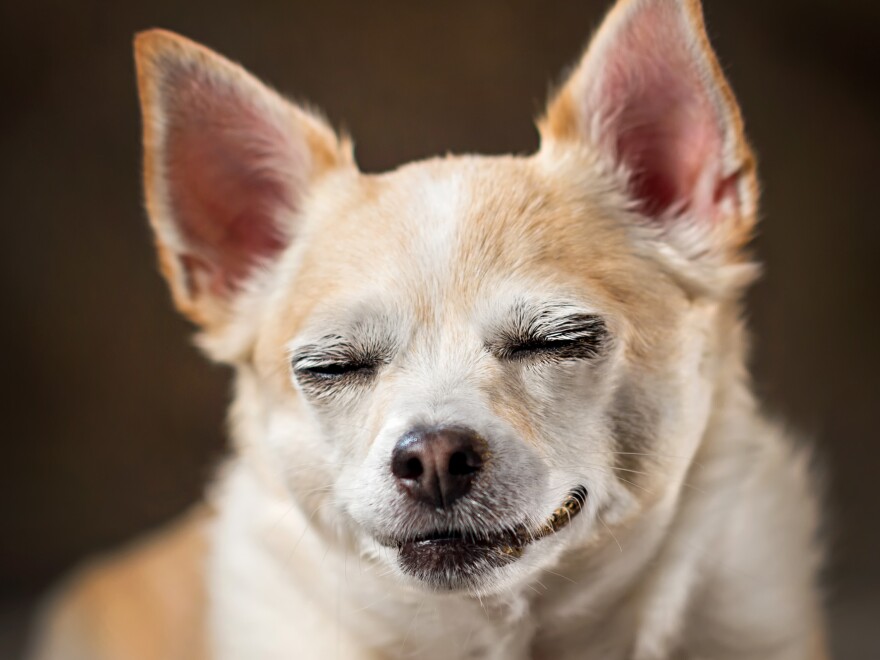 dog ate cigarette bud Nicotine (Cigarette) Poisoning in Pets WATCH NOW: PSA ... Dont