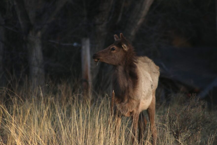 An elk grazes outside of Ruidoso, driven out of the mountains from the South Fork and Salt fires. The New Mexico Senate on Feb. 11, 2026, unanimously passed a bill to reform the state commission that manages wildlife. (Photo by Danielle Prokop/Source NM)