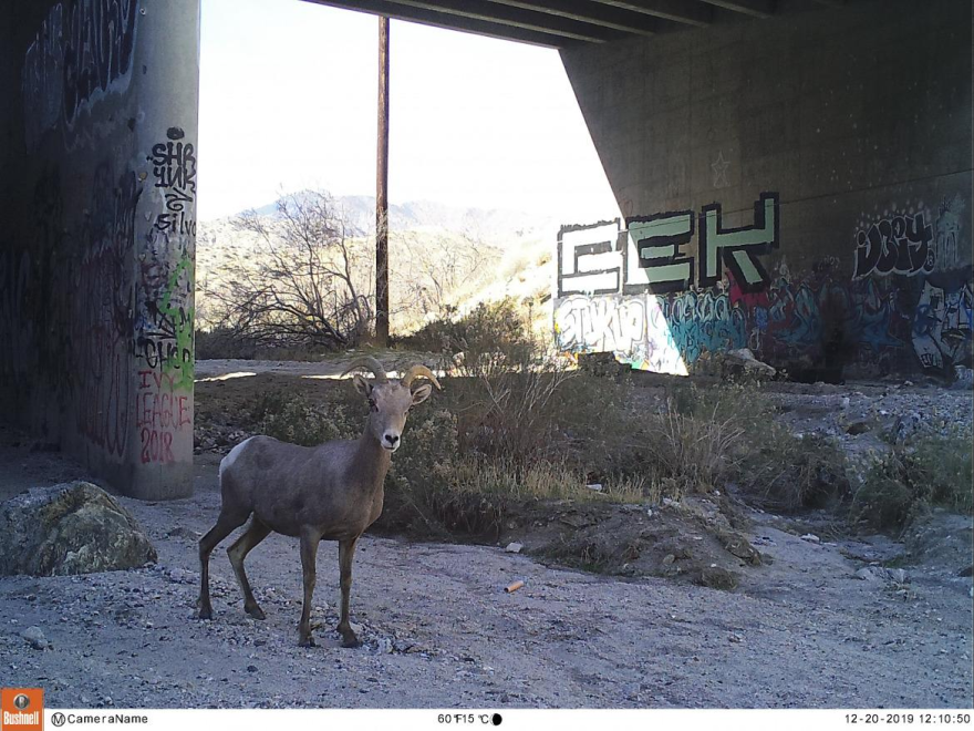 Desert Bighorn Sheep crossing under State Highway 62.