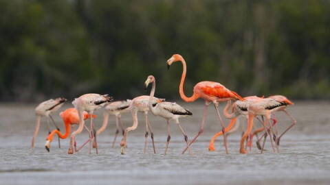 A flock of flamingos photographed in Lake Ingram in 2012. the sighting helped launch a study that eventually concluded flamingos are native to Florida and should have protected status.