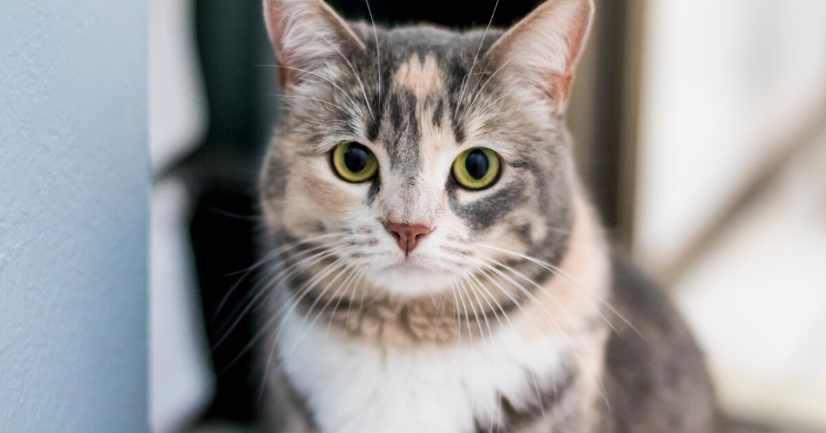 Science says your cat really is a freeloader