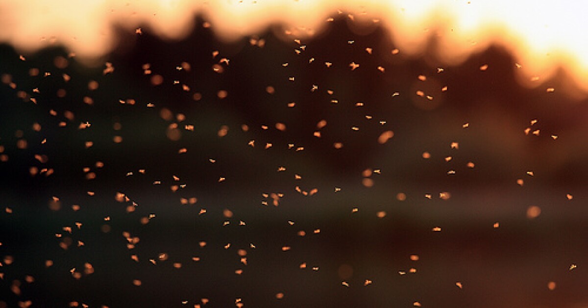 Midges Last Of The Flying Insects New Hampshire Public Radio