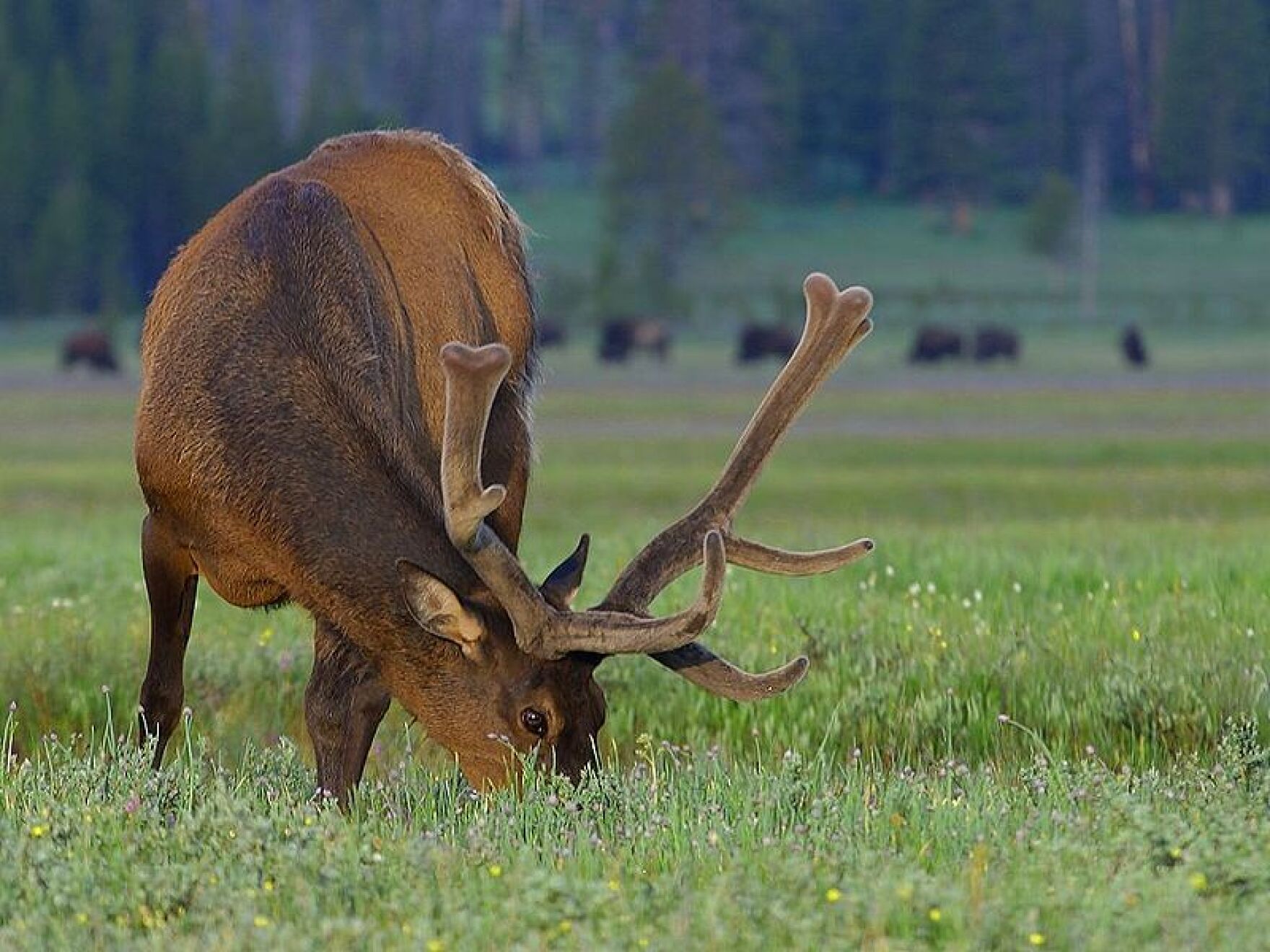 Elk