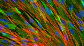 Skeletal muscle cells from a rabbit were stained with fluorescent markers to highlight cell nuclei (blue) and proteins in the cytoskeleton (red and green).