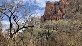 Photo of trees and a cliff side at Zion National Park