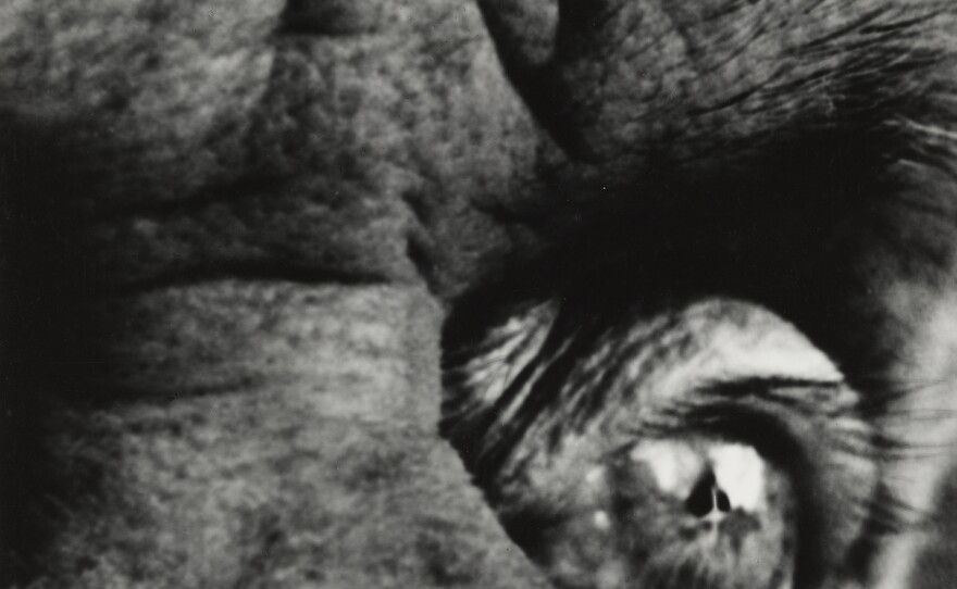Max Ernst, 1963